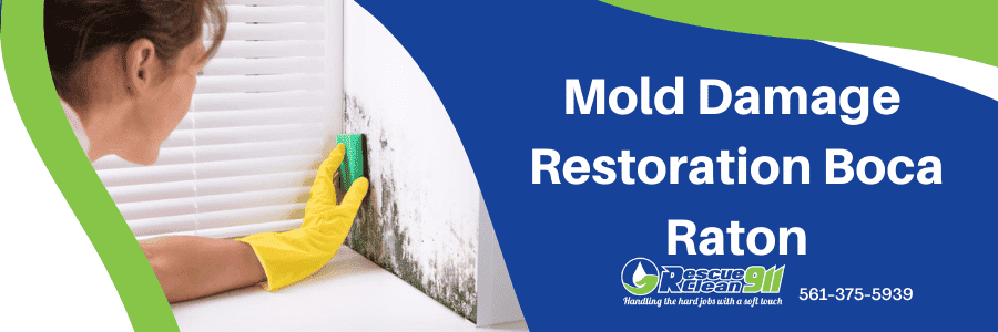 improve air quality mold growing