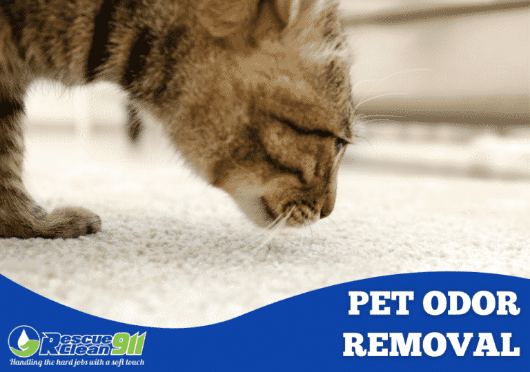 How to Remove Odor from Carpet Carpet Cleaning Blog