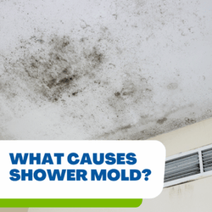 mold is dangerous especially black mold