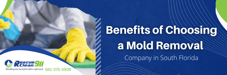 insurance mold damage covered