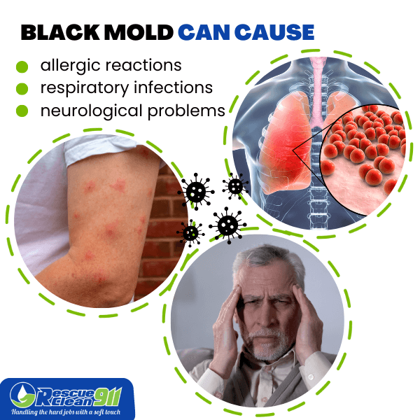 Black mold in insulation affects indoor air quality and health