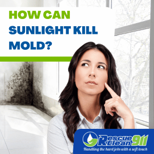 Can Sunlight Kill Mold