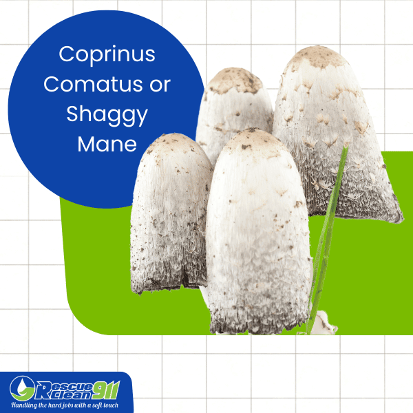 Coprinus Comatus or Shaggy Mane
