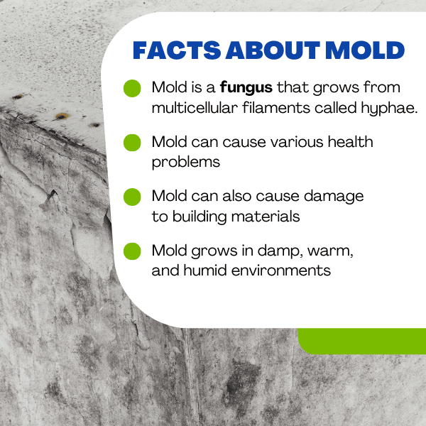 Facts about mold