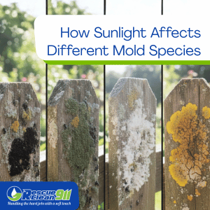 How Sunlight Affects Different Mold Species
