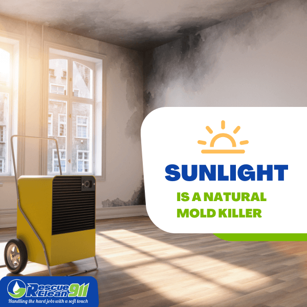 Can Sunlight Kill Mold Sunlight Vs Bleach Cleaning 101