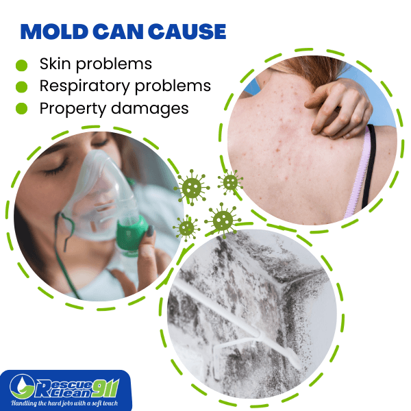 Mold can compromise immune system and human health