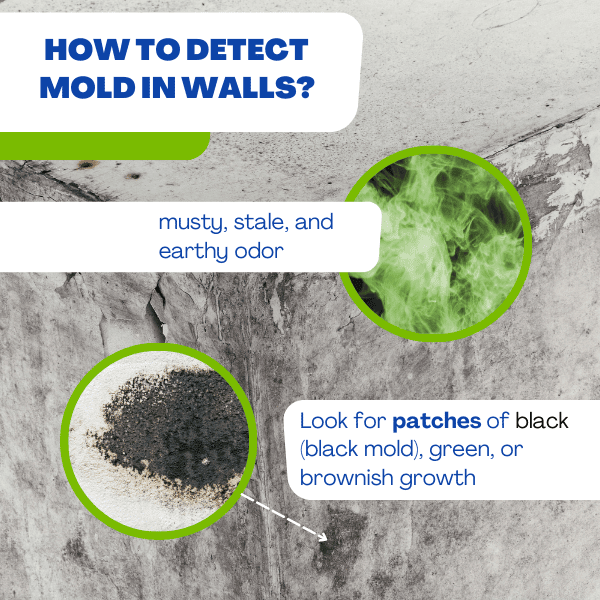Mold inside walls - dangerous moldy drywall