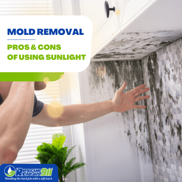 Can Sunlight Kill Mold Sunlight Vs Bleach Cleaning 101