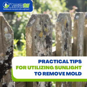 dampness encourage mold growth
