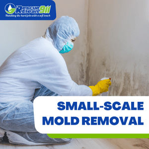 molds reproduce quickly