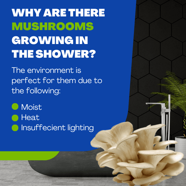 Mushrooms Growing in the Shower: Prevention and Removal