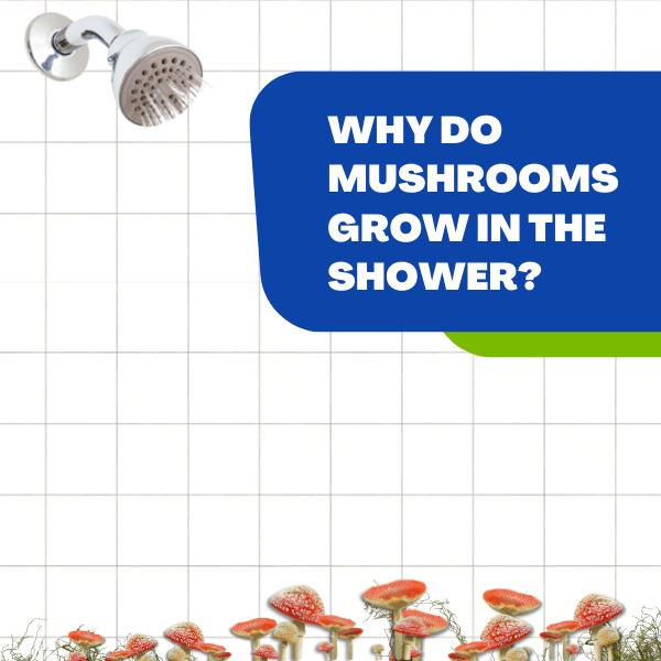 why do bathroom mushrooms grow