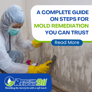 A Complete Guide on Steps for Mold Remediation