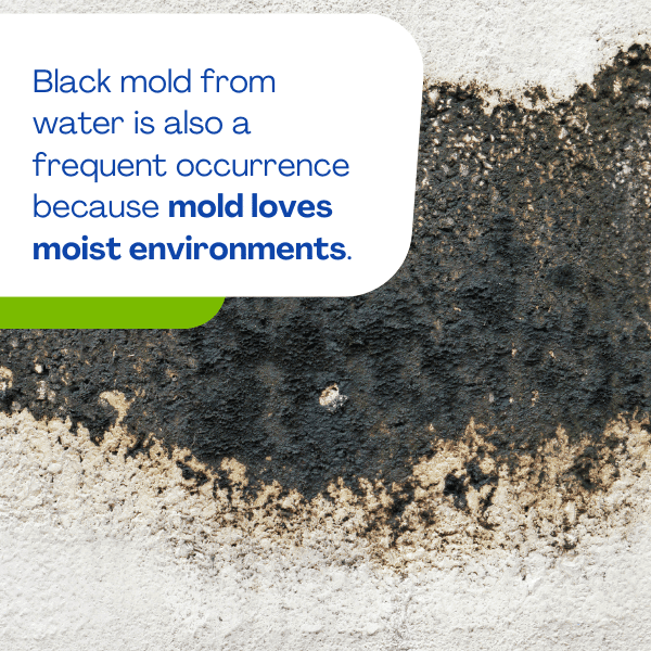 Black mold from water