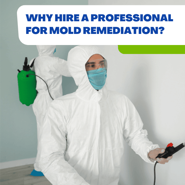 Hire Restoration company for Professional Mold Remediation
