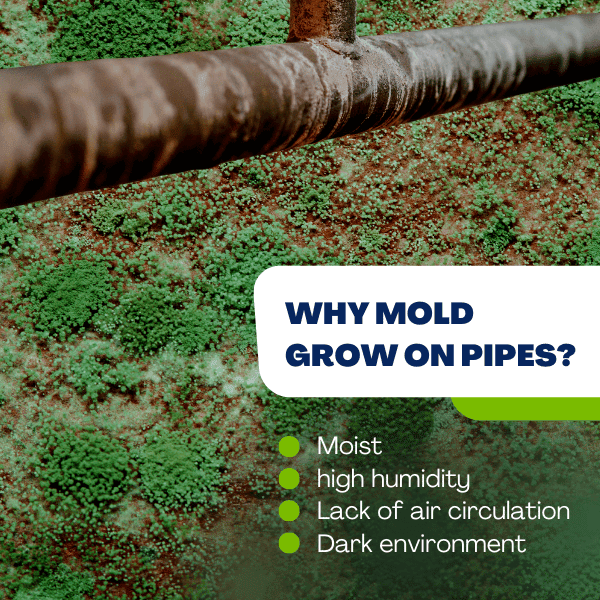 We help prevent mold to grow on pipes