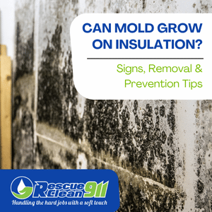 can mold grow on insulation