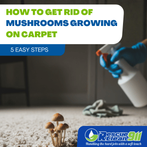 how to get rid of mushrooms growing on carpet
