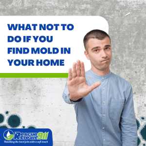 signs of mold infestation