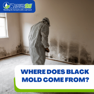 types of mold at home