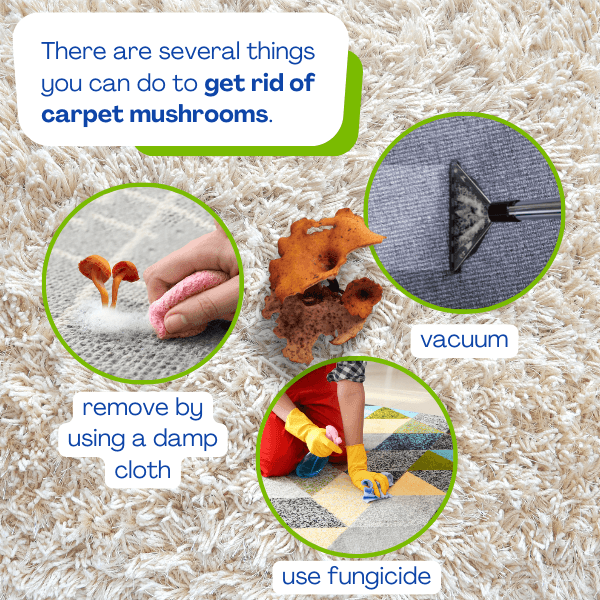 use protective equipment in cleaning mushrooms on carpet