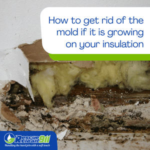 wet environment is the perfect breeding ground of mold
