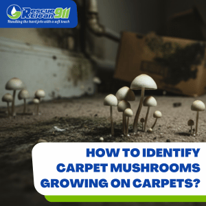 what to do if you found mushrooms growing in your home