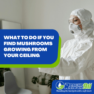 indoor mushrooms dangerous