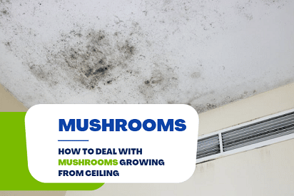 mushrooms growing from ceiling