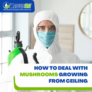 mushrooms growing from ceiling