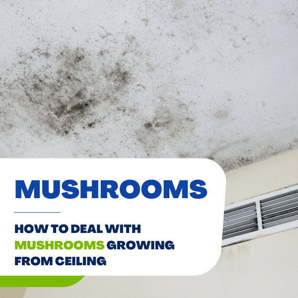 mushrooms growing from ceiling