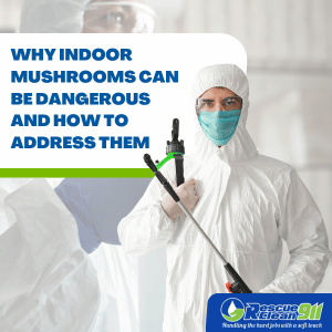 prevent recurrence of mushrooms on ceiling