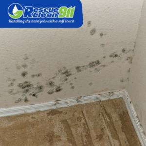 prevent mold growth at early detection