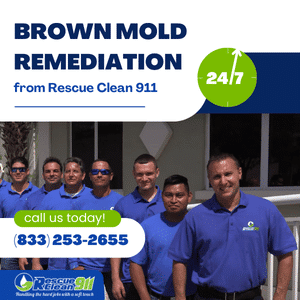 Brown Mold Remediation