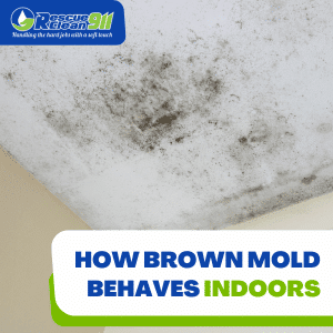 dark brown mold underlying moisture issues