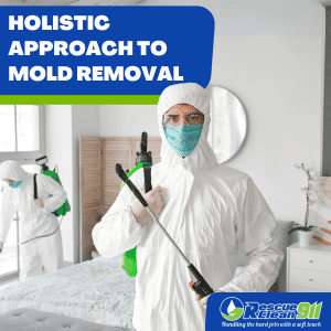 expert mold removal services