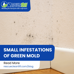 Effective Removal Strategies for Green Mold