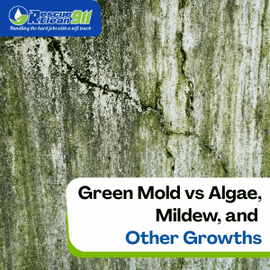 breeding ground of mold