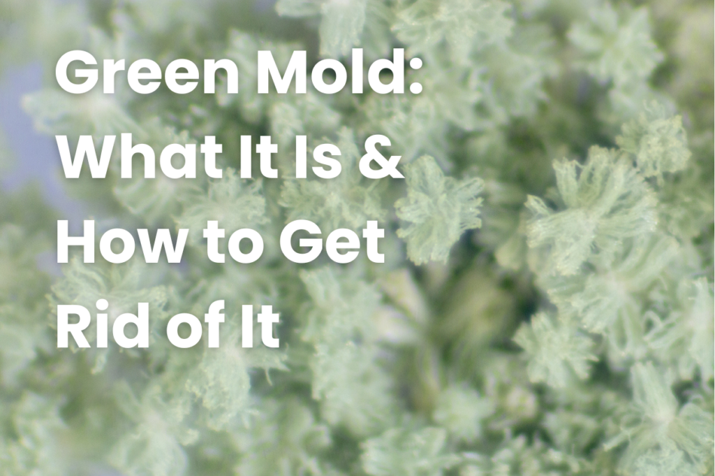 Green Mold - what it is and how to get rid of it.