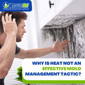 heat can kill mold really