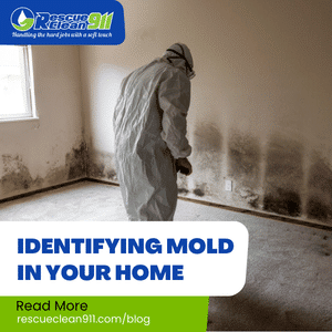 Identifying Mold in Your Home