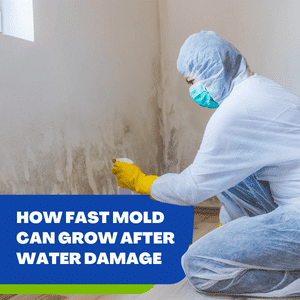 Mold After Water Damage