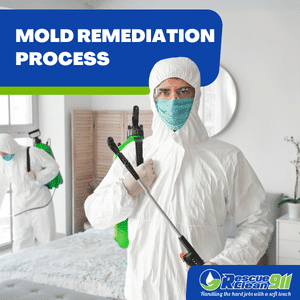 Mold Remediation Process