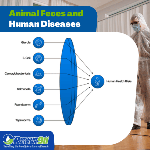 animal feces plastic bag for disposal