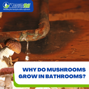 how to identify indoor mushrooms