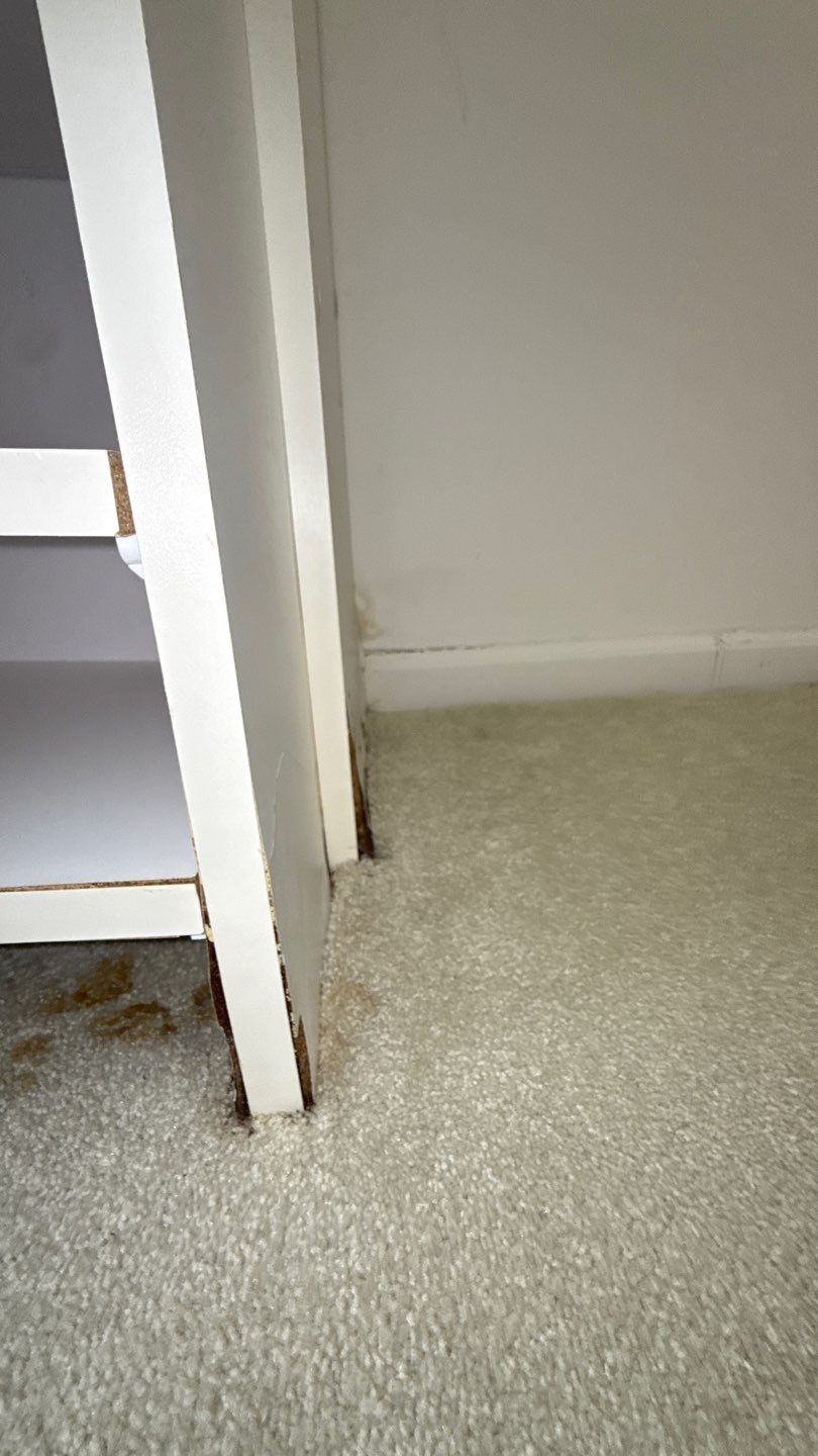 Hidden mold damage behind a wall in a Wellington home