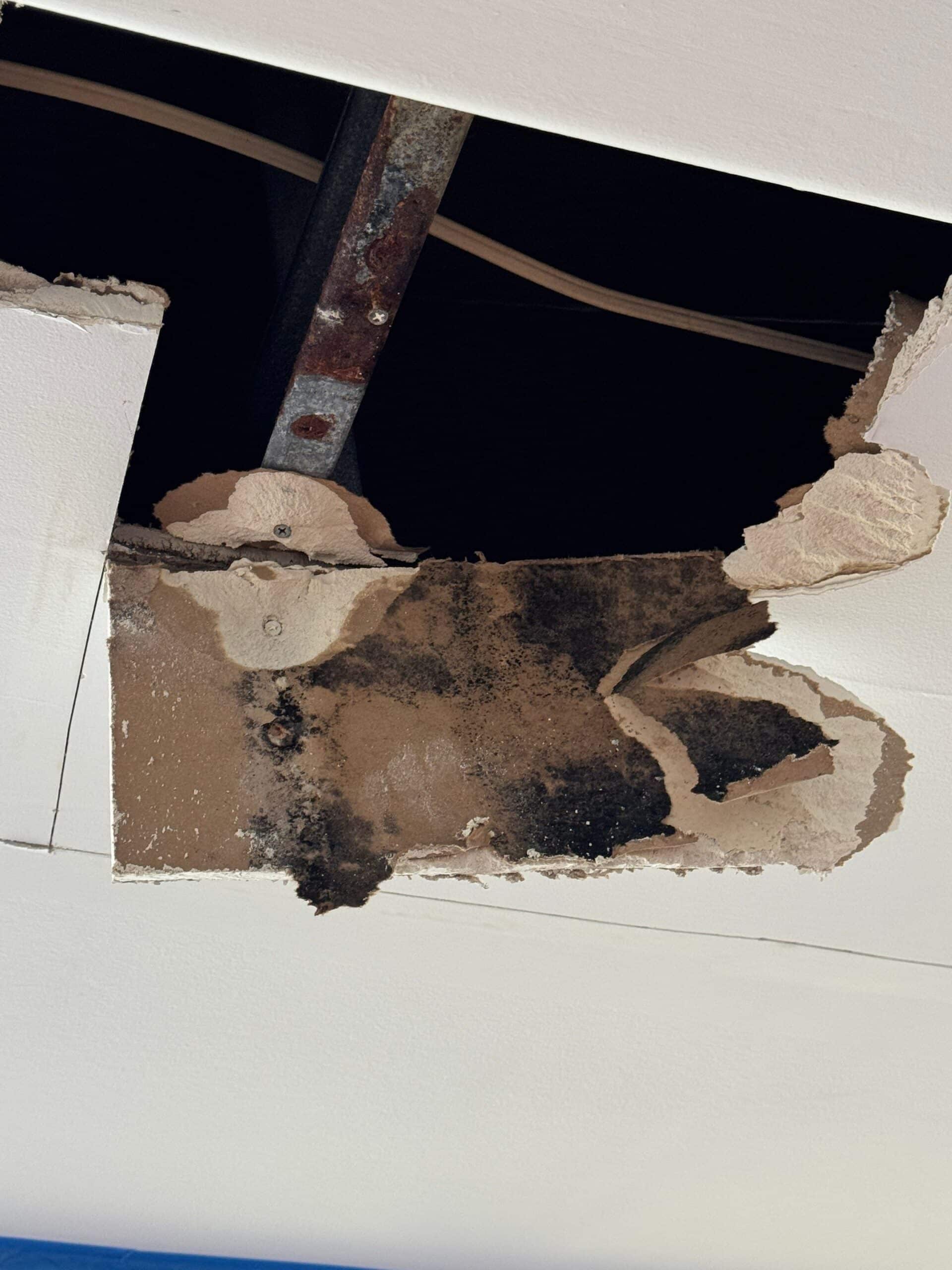 Boca Raton Mold Remediation Services